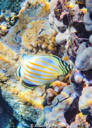Snorkeling "The Dumps", Maui by Alison Ranheim 